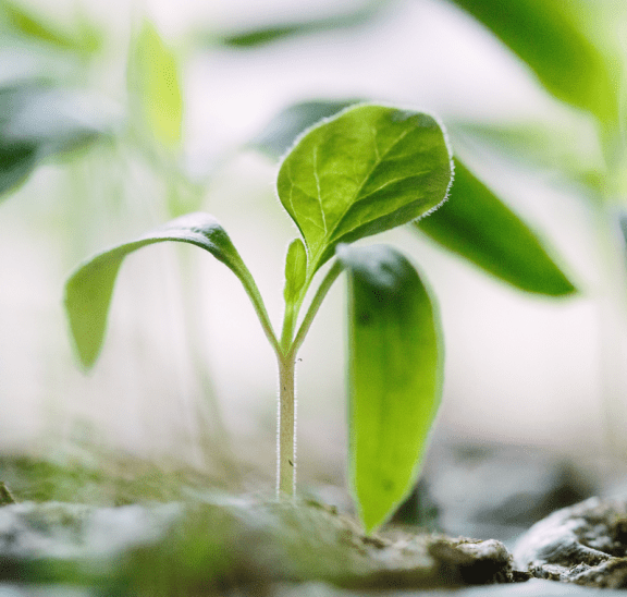 Baby shoot leaves reflecting what's coming soon in 2015. Photo credit: Francesco Gallarotti