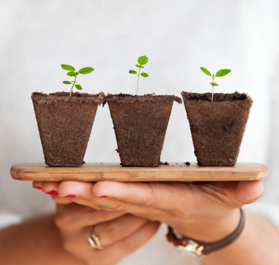 Three new plant shoots sitting on tray. Photo credit: Daniel Hjalmarsson